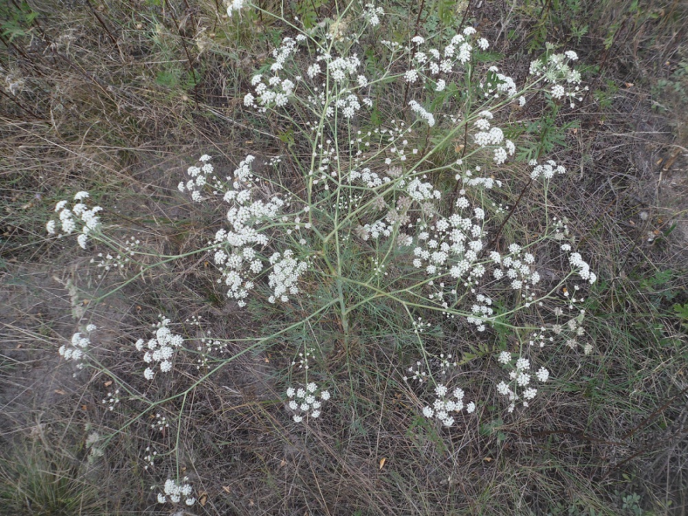 Image of Seseli arenarium specimen.