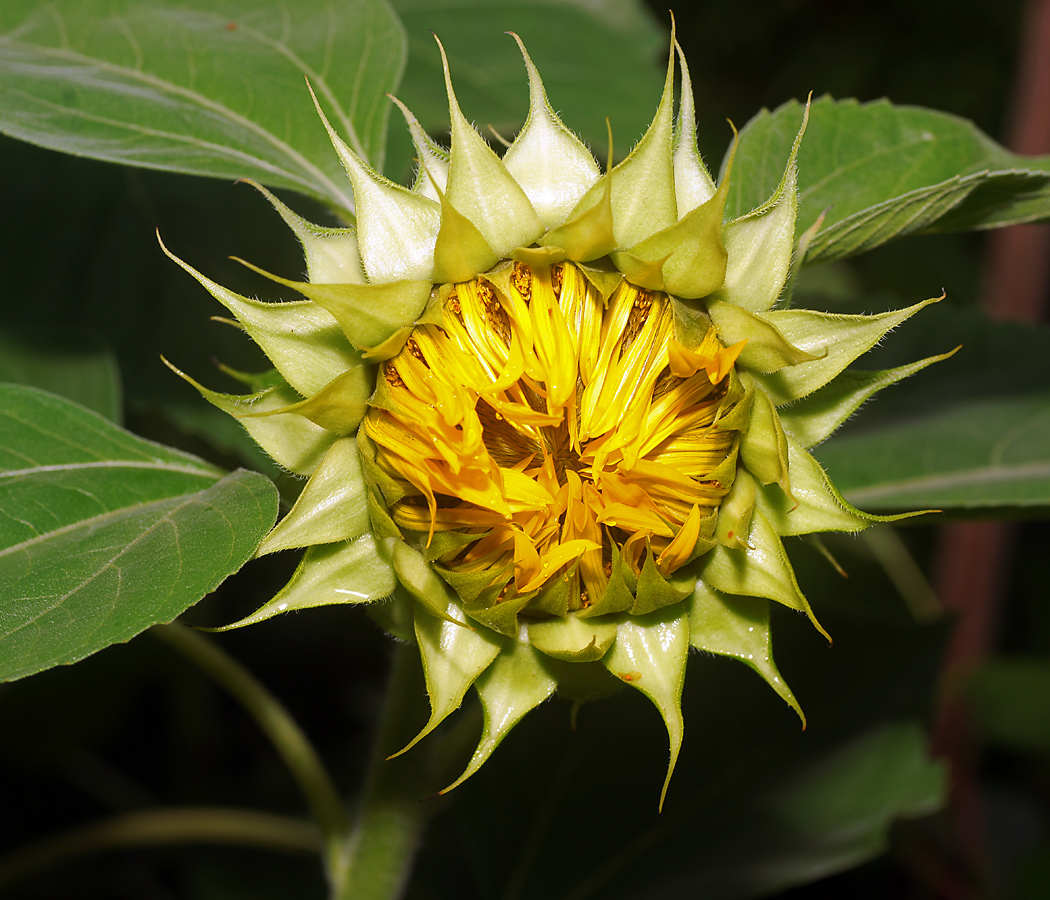 Изображение особи Helianthus annuus.