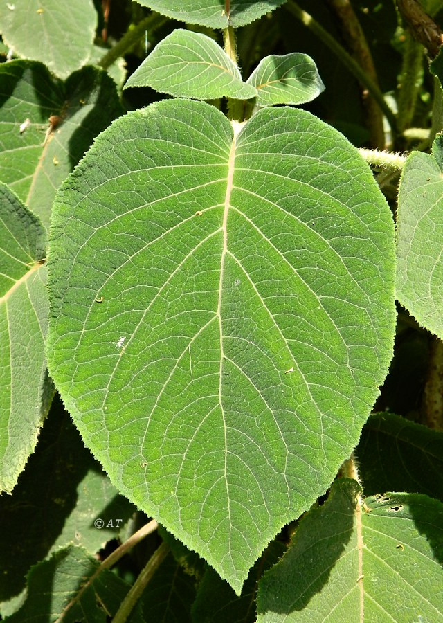 Изображение особи Hydrangea aspera ssp. sargentiana.