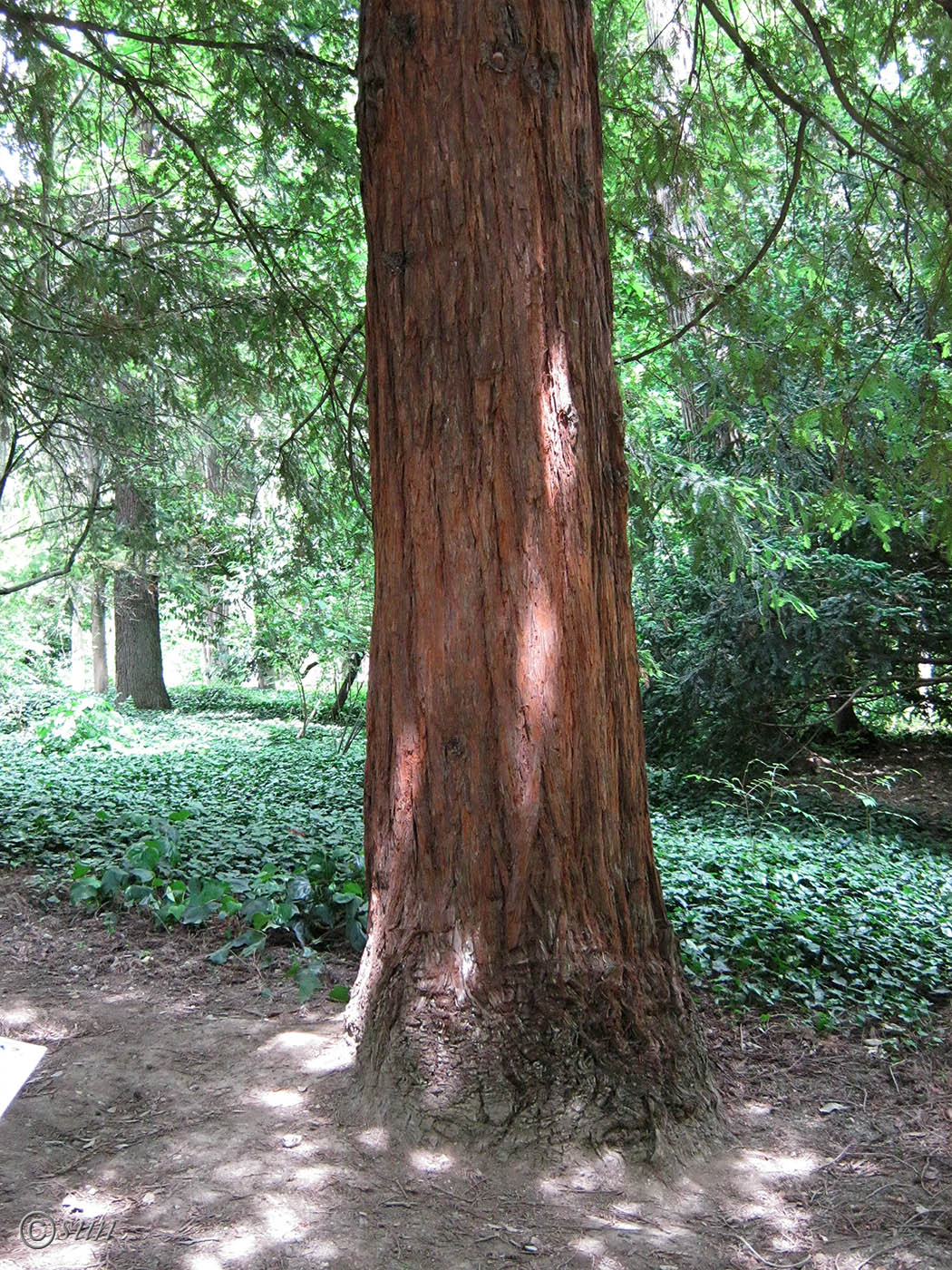 Image of Sequoia sempervirens specimen.