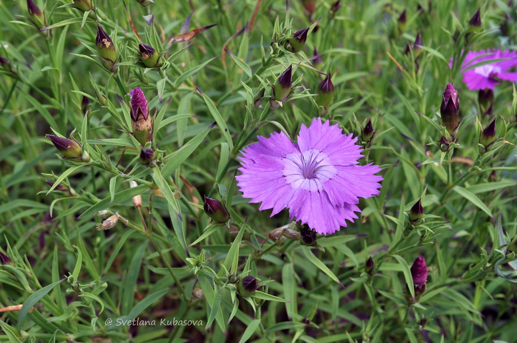 Image of Dianthus chinensis specimen.