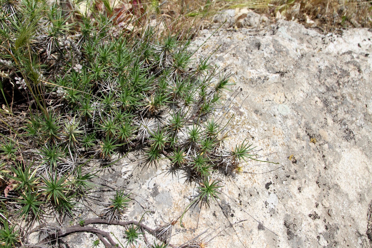 Image of Acantholimon sarawschanicum specimen.