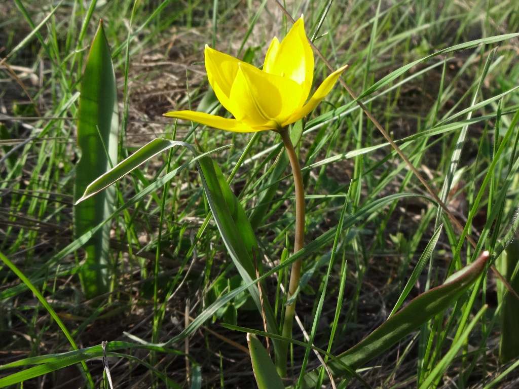 Изображение особи Tulipa biebersteiniana.