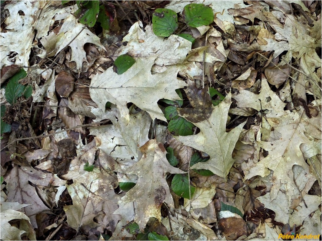 Image of Quercus rubra specimen.