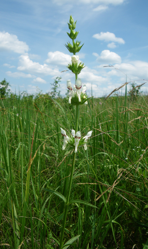 Изображение особи Stachys atherocalyx.