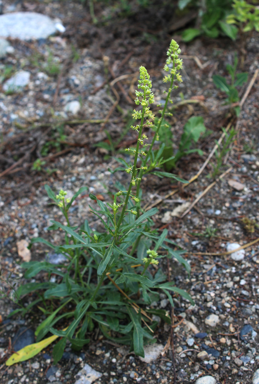 Image of Reseda lutea specimen.