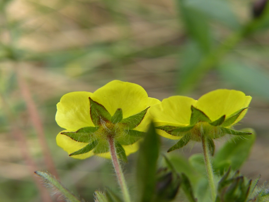 Image of Potentilla heptaphylla specimen.