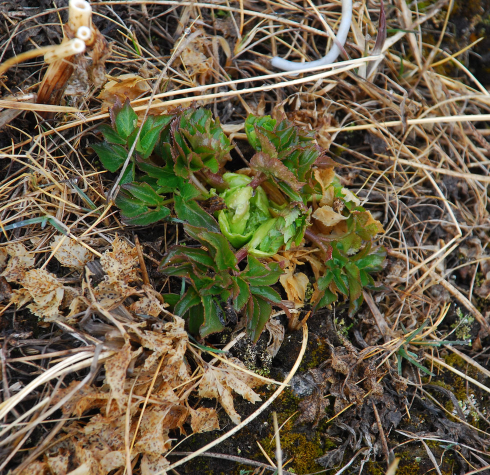 Image of Coelopleurum gmelinii specimen.