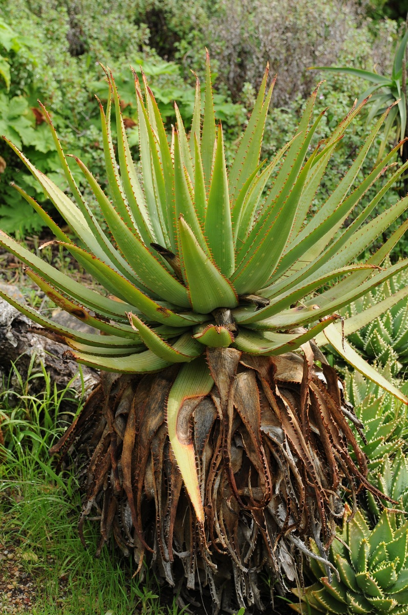 Image of Aloe lineata specimen.