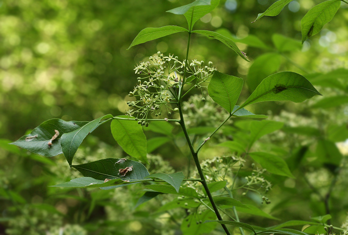 Image of Ptelea trifoliata specimen.