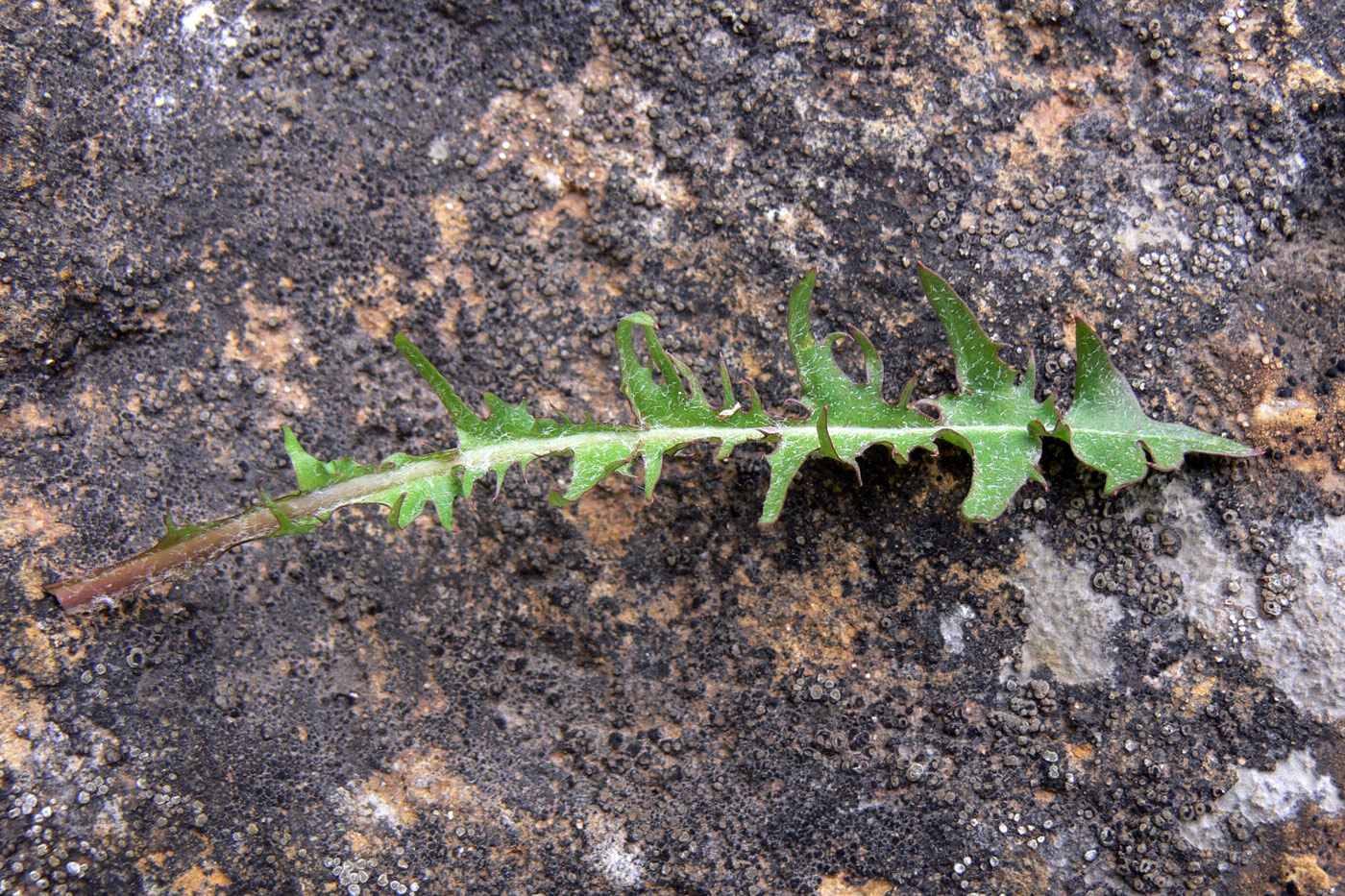 Image of Taraxacum pectinatiforme specimen.