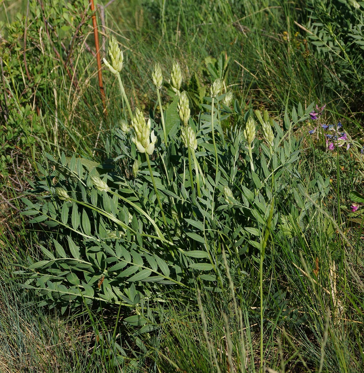 Image of Astragalus follicularis specimen.