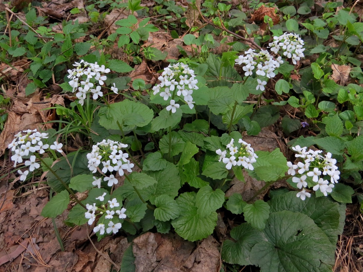 Image of Pachyphragma macrophyllum specimen.