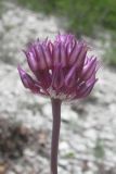 Allium nathaliae variety tepekermensis. Соцветие. Крым, Бахчисарайский р-н, гора Тепе-Кермен. 29.05.2018.
