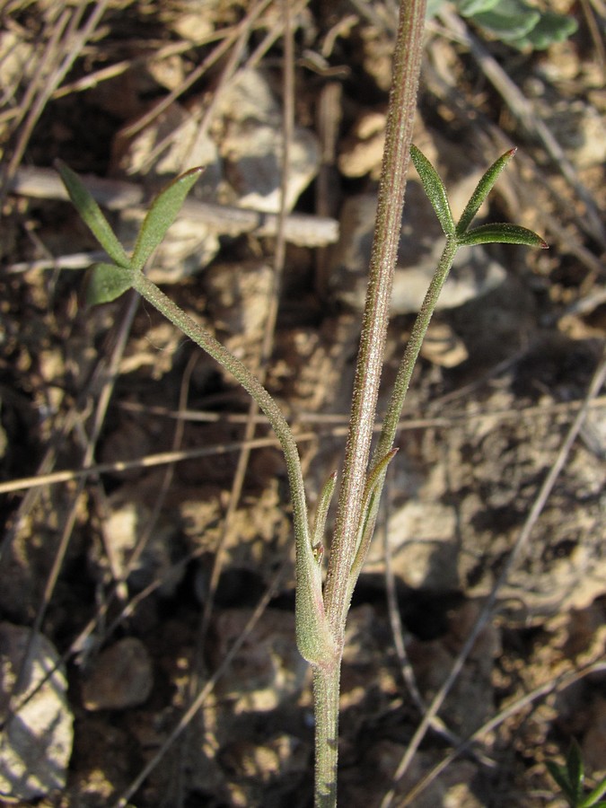 Изображение особи Pimpinella tragium.