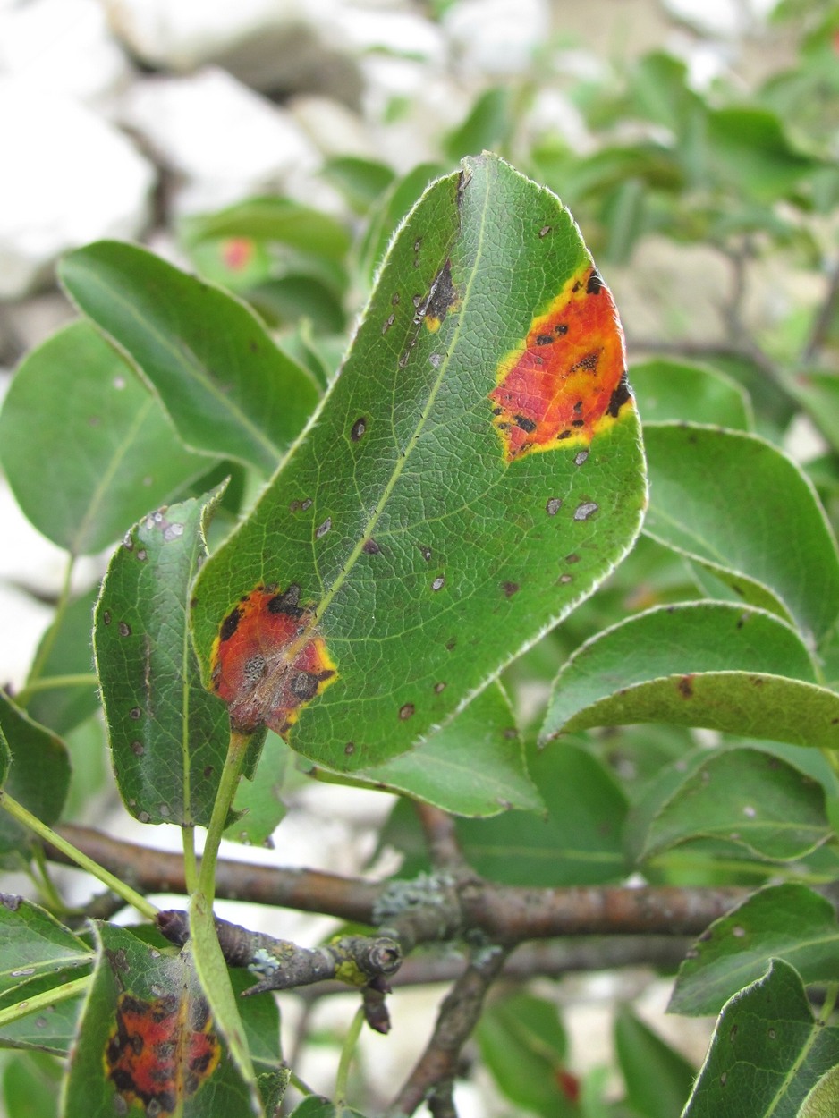 Изображение особи Pyrus caucasica.