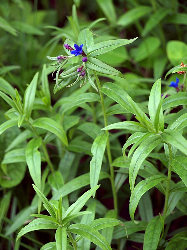 Image of Aegonychon purpureocaeruleum specimen.