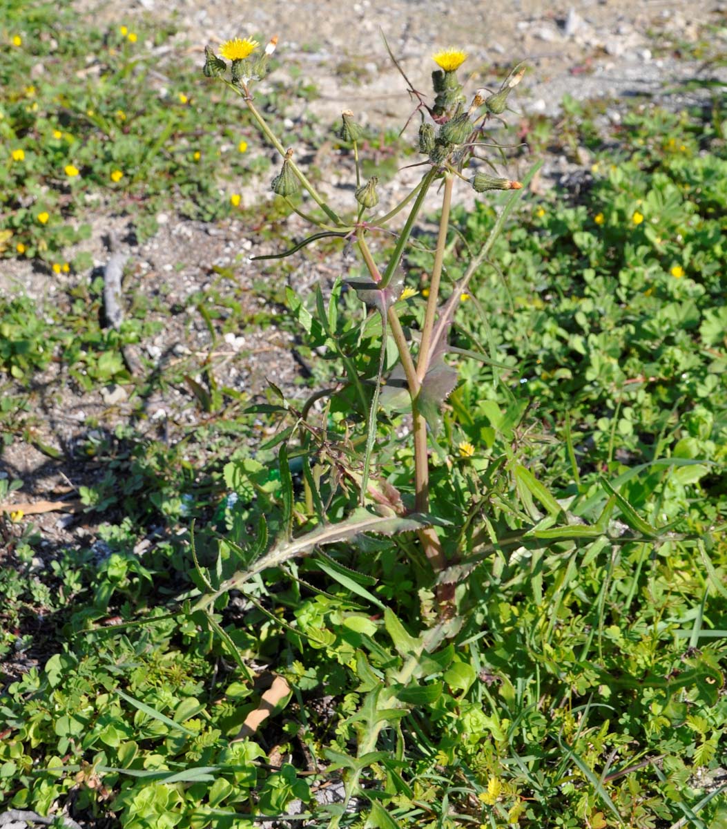 Image of Sonchus tenerrimus specimen.