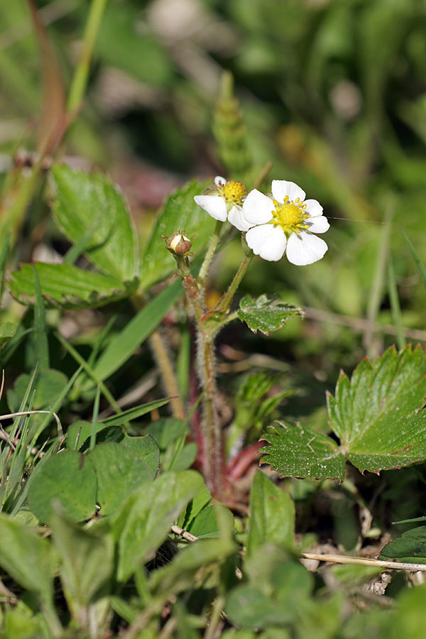 Изображение особи Fragaria vesca.