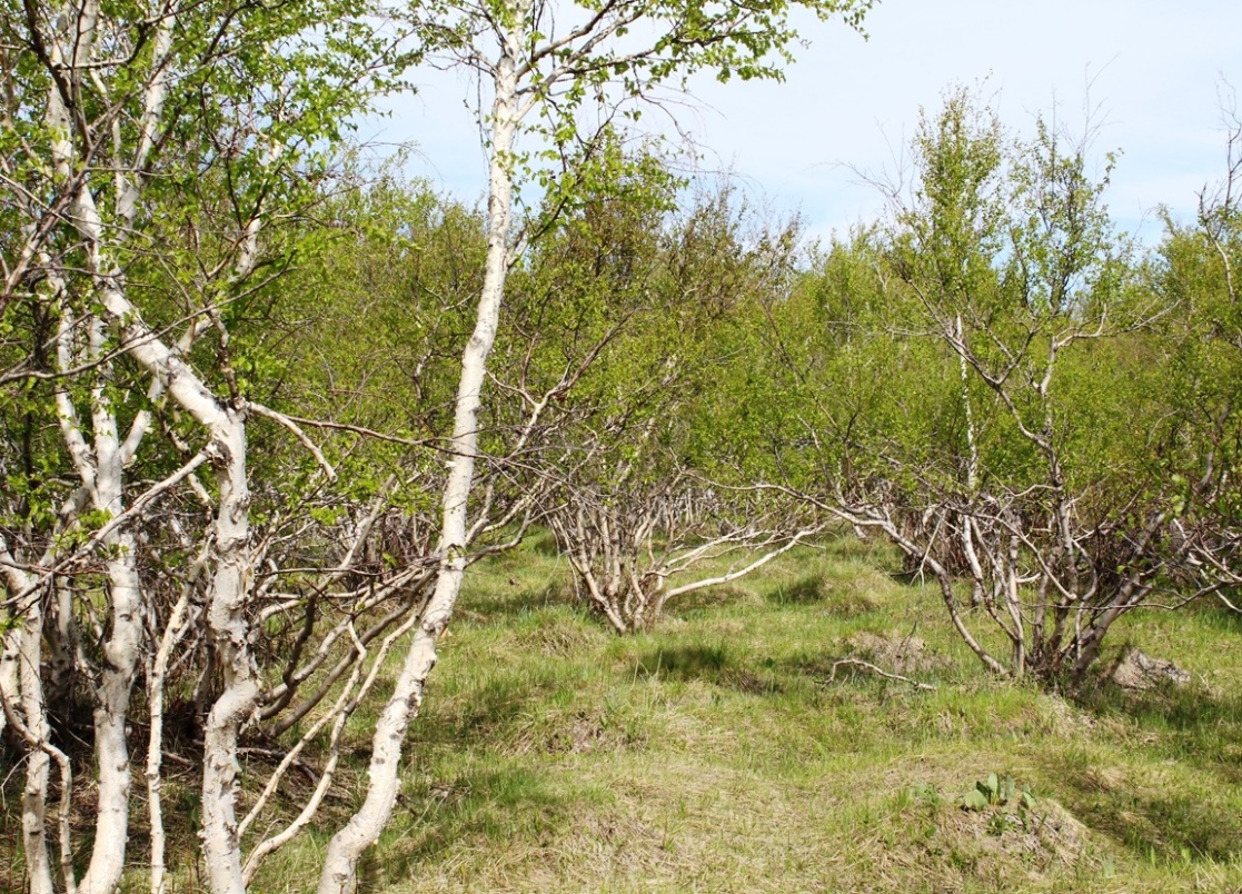 Image of Betula kirghisorum specimen.