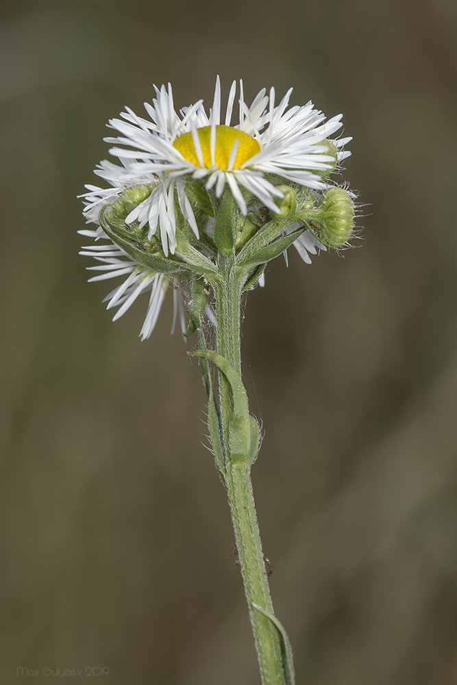 Image of Erigeron annuus specimen.