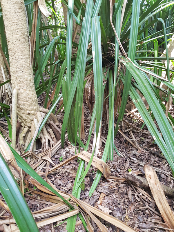 Image of Pandanus rabaiensis specimen.