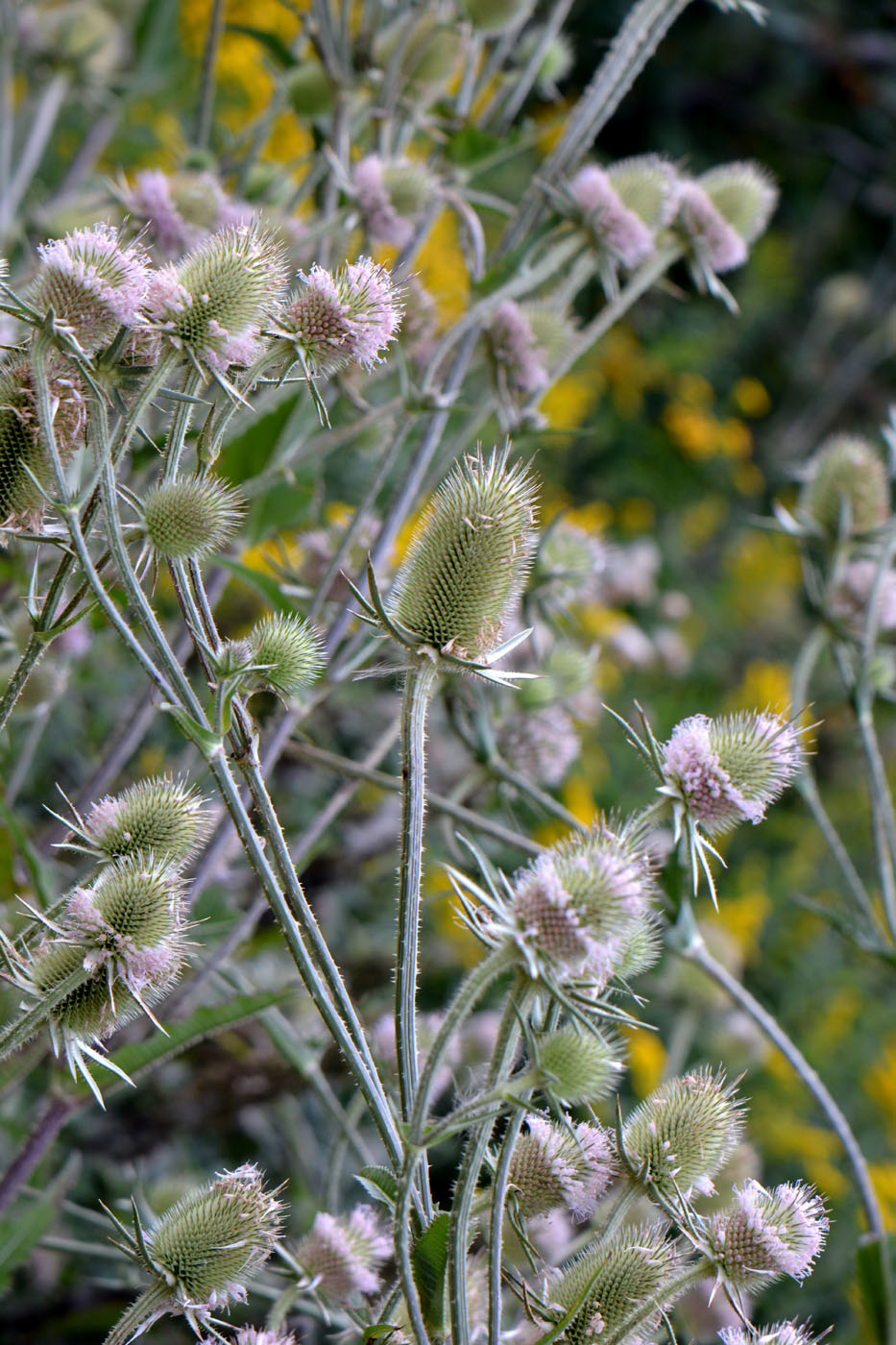 Image of Dipsacus sativus specimen.