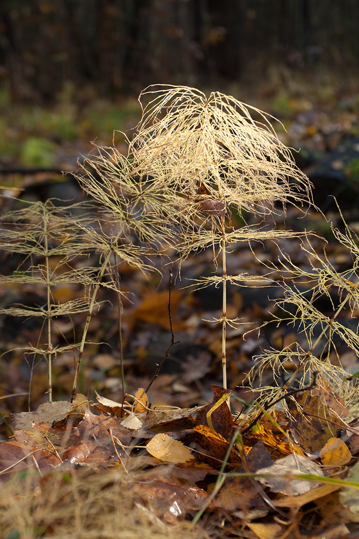 Изображение особи Equisetum sylvaticum.