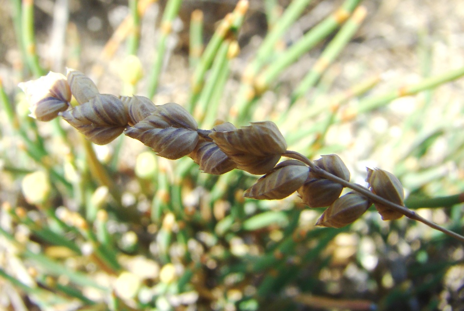 Image of Brizochloa humilis specimen.