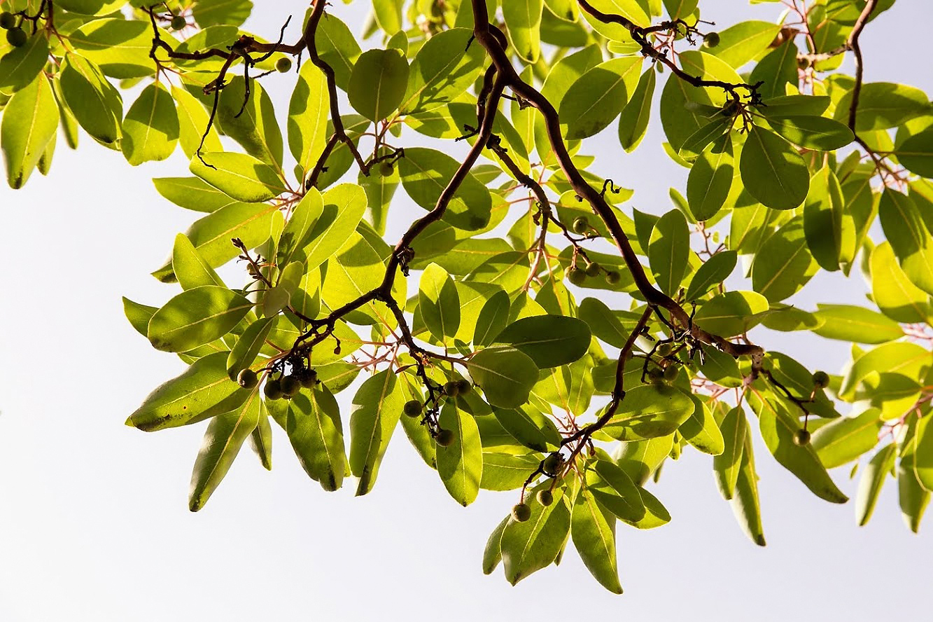 Image of Arbutus andrachne specimen.