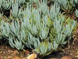 Curio talinoides variety mandraliscae. Вегетирующее растение. США, Калифорния, Сан-Франциско, Golden Gate Park, в озеленении. 17.02.2017.