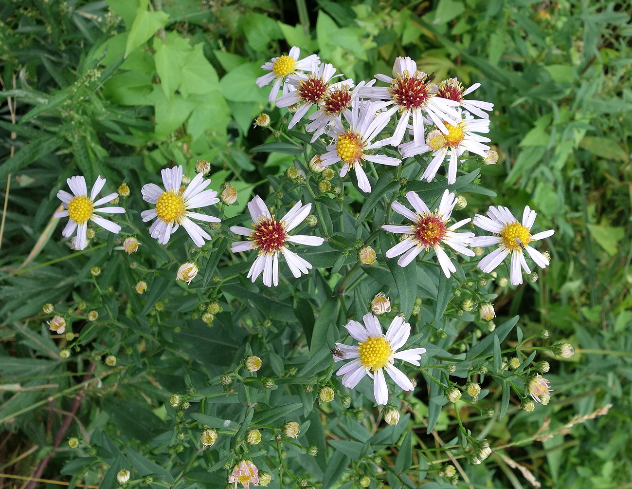 Image of Symphyotrichum novi-belgii specimen.