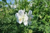 Geranium pratense. Цветки (белоцветковая форма). Иркутская обл., Иркутский р-н, дер. Позднякова, в культуре (местный вид). 10.07.2019.