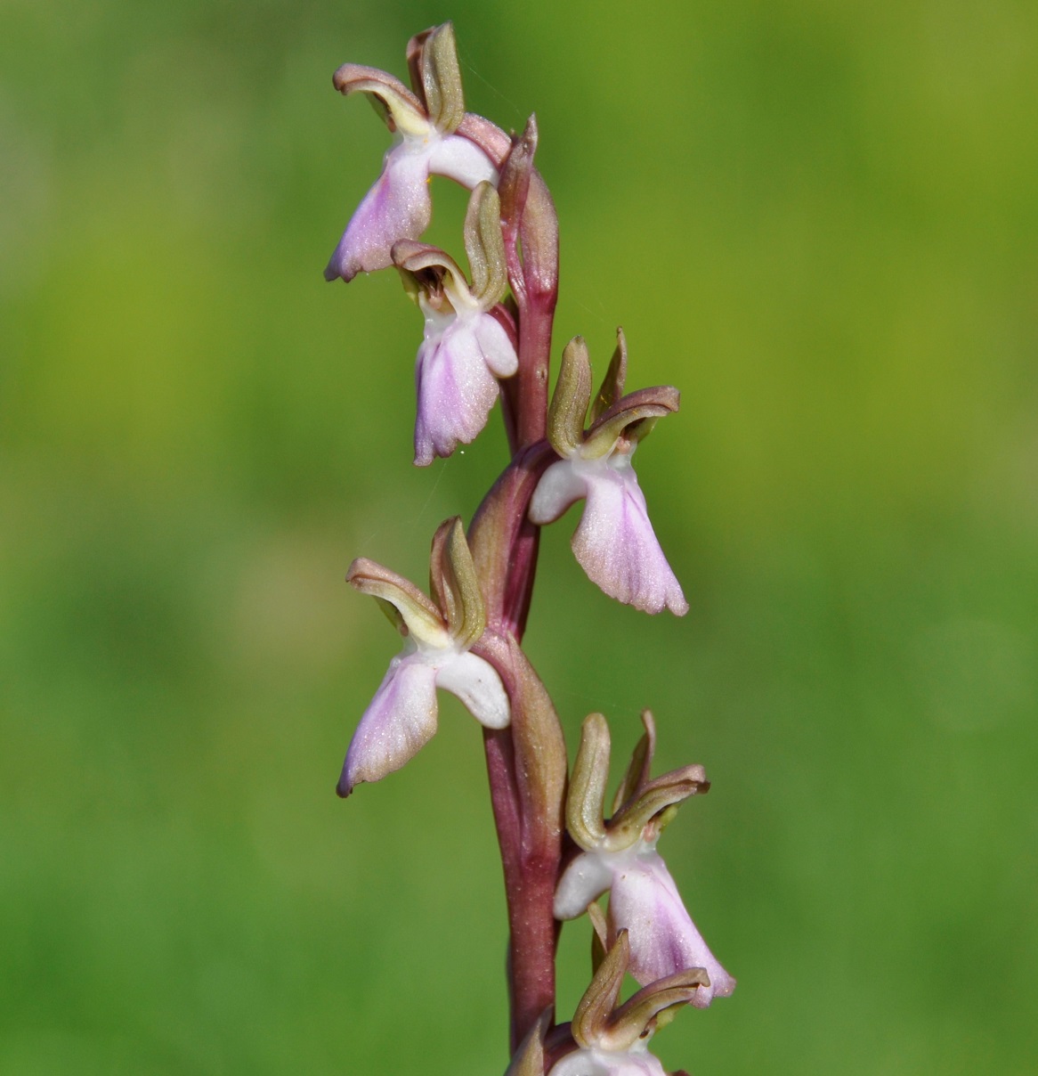 Image of Anacamptis collina specimen.