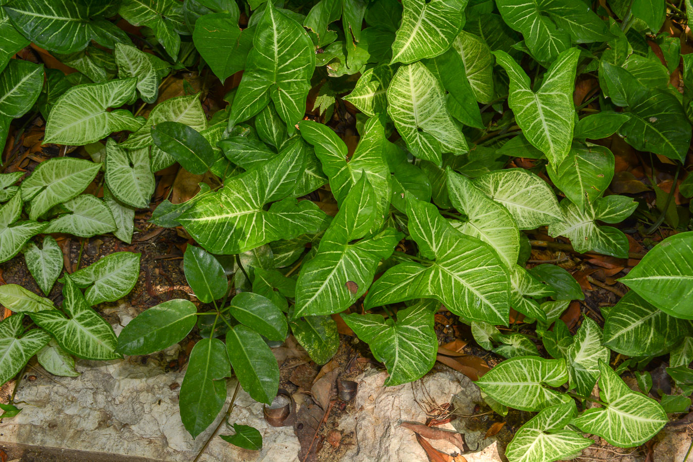 Image of Syngonium podophyllum specimen.