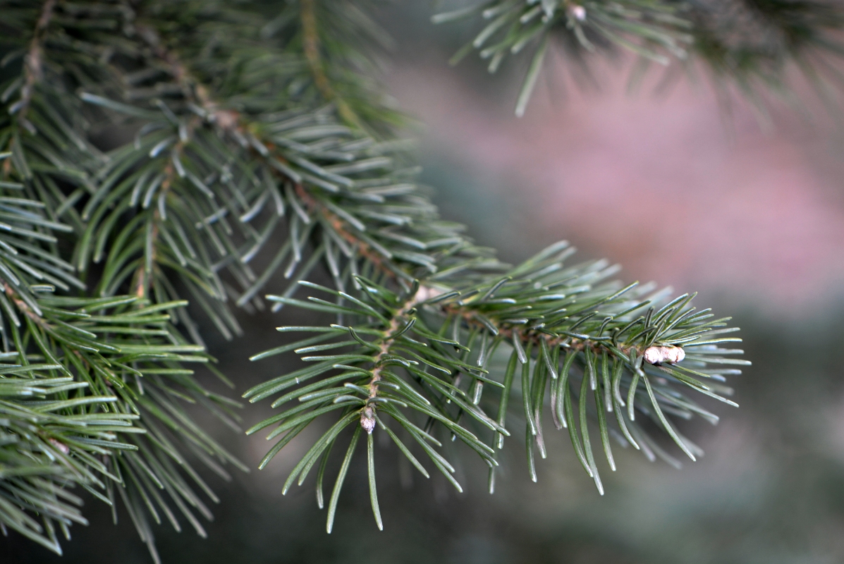 Image of Abies lasiocarpa var. arizonica specimen.