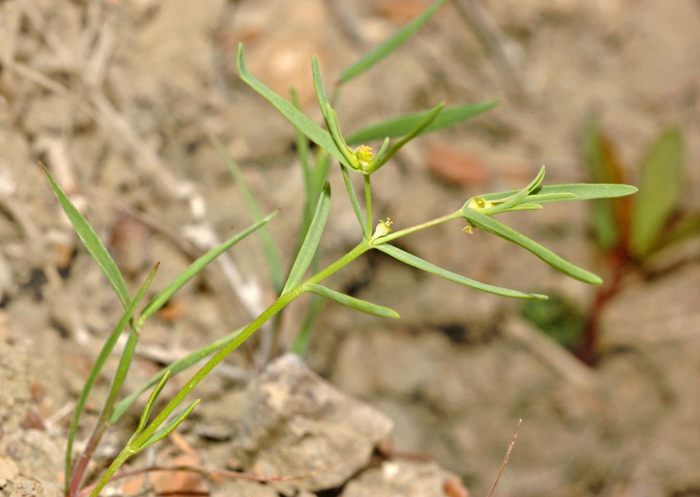 Image of Euphorbia inderiensis specimen.