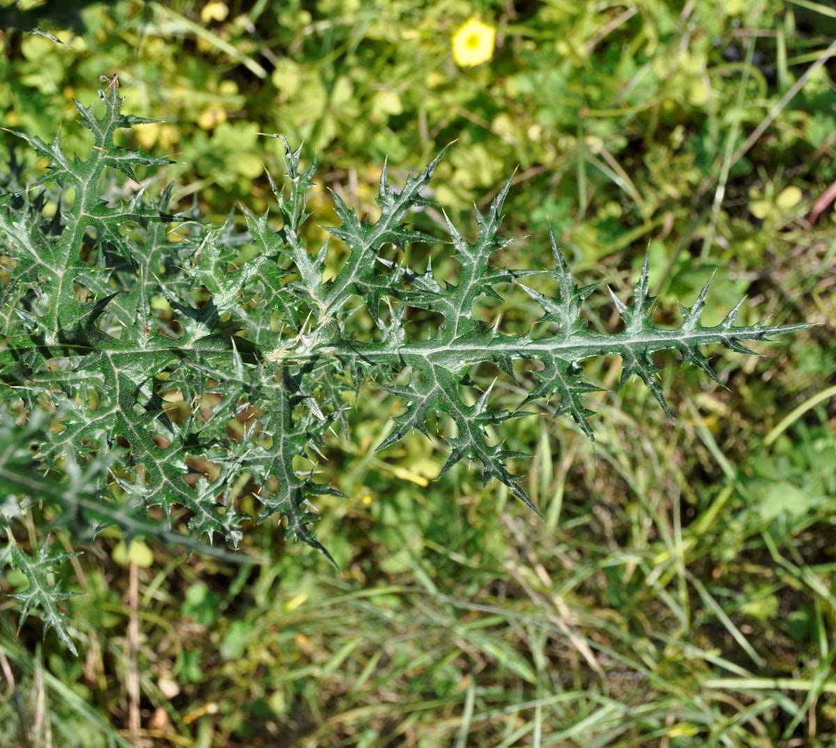 Изображение особи Echinops spinosissimus.