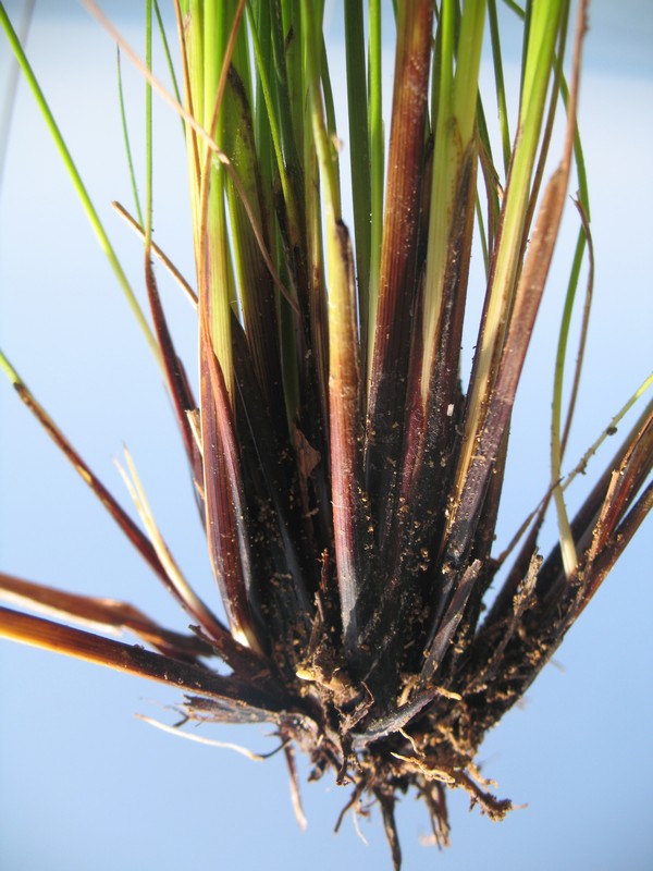 Image of Schoenus nigricans specimen.