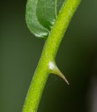 Solanum caricaefolium