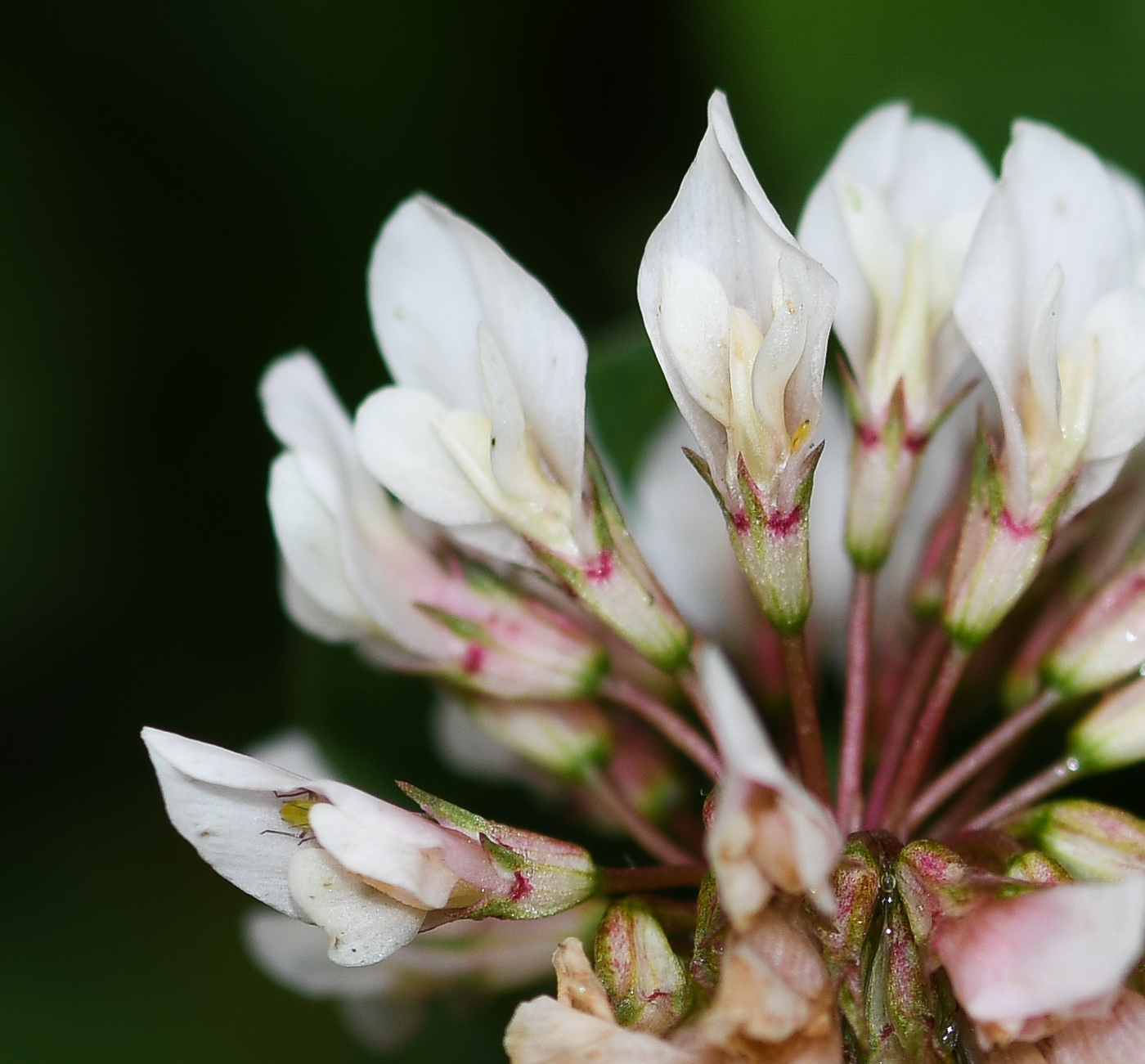 Image of Trifolium amabile specimen.