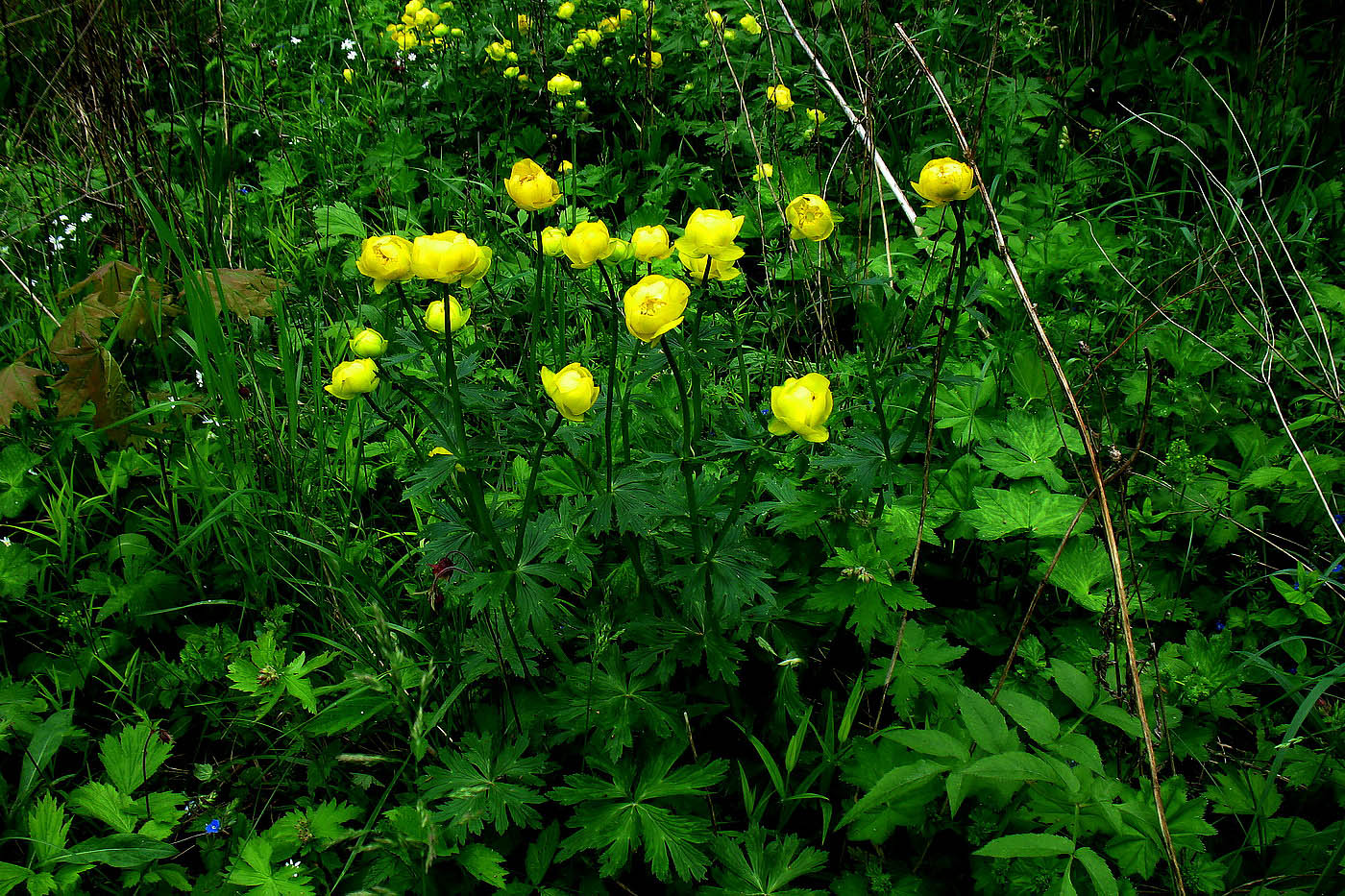 Изображение особи Trollius europaeus.