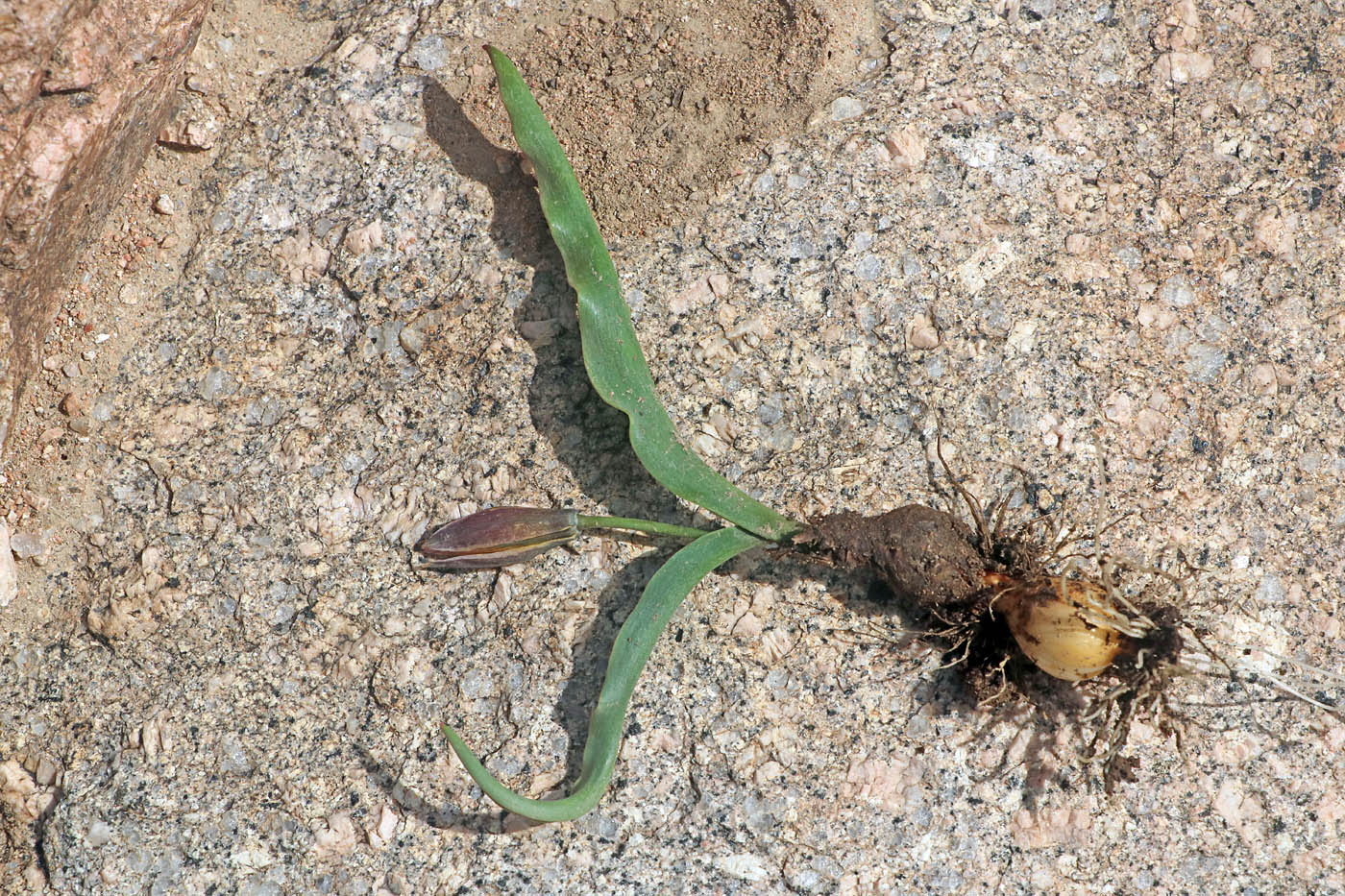 Image of Tulipa dasystemon specimen.