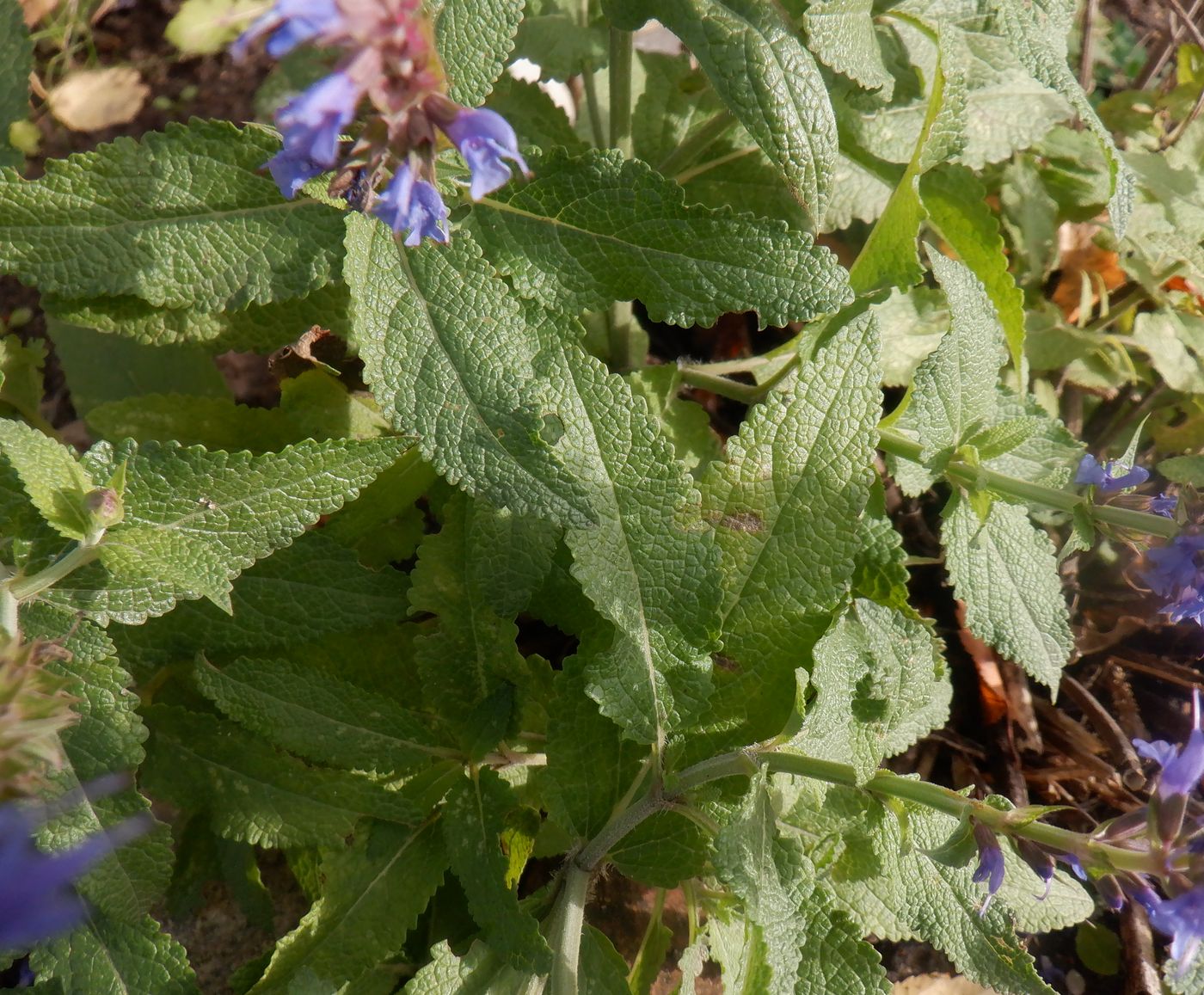 Image of Salvia tesquicola specimen.