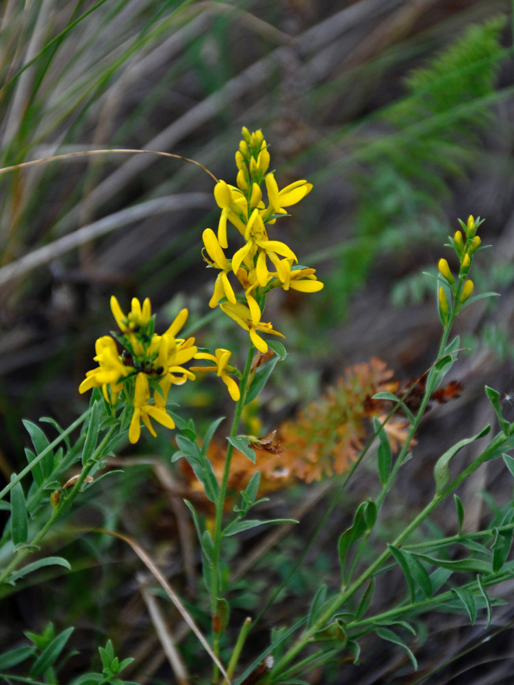 Image of Genista tinctoria specimen.