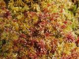 genus Sphagnum. Вегетирующие растения. Архангельская обл., Устьянский р-н, окр. дер. Акичкин Починок, край верхового болота Круглое. 12.08.2006.