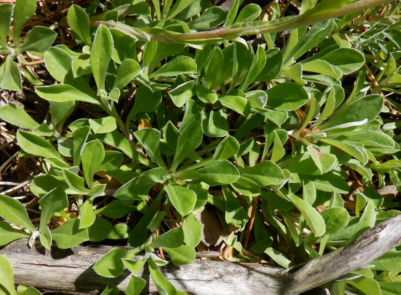 Изображение особи Antennaria dioica.