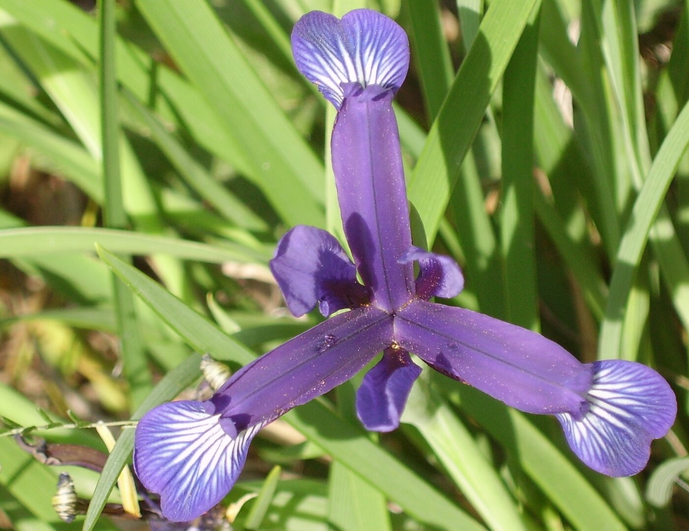 Image of Iris sintenisii specimen.