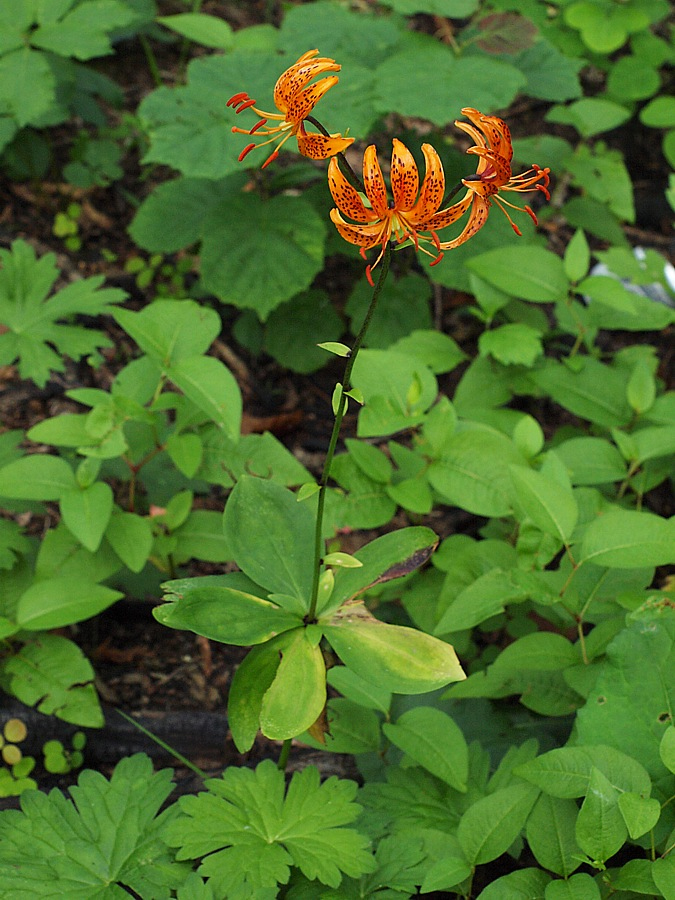 Image of Lilium distichum specimen.