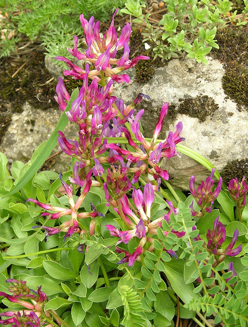 Изображение особи Astragalus monspessulanus.